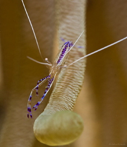 Welcome to my world. Pederson Cleaner Shrimp by John Roach 